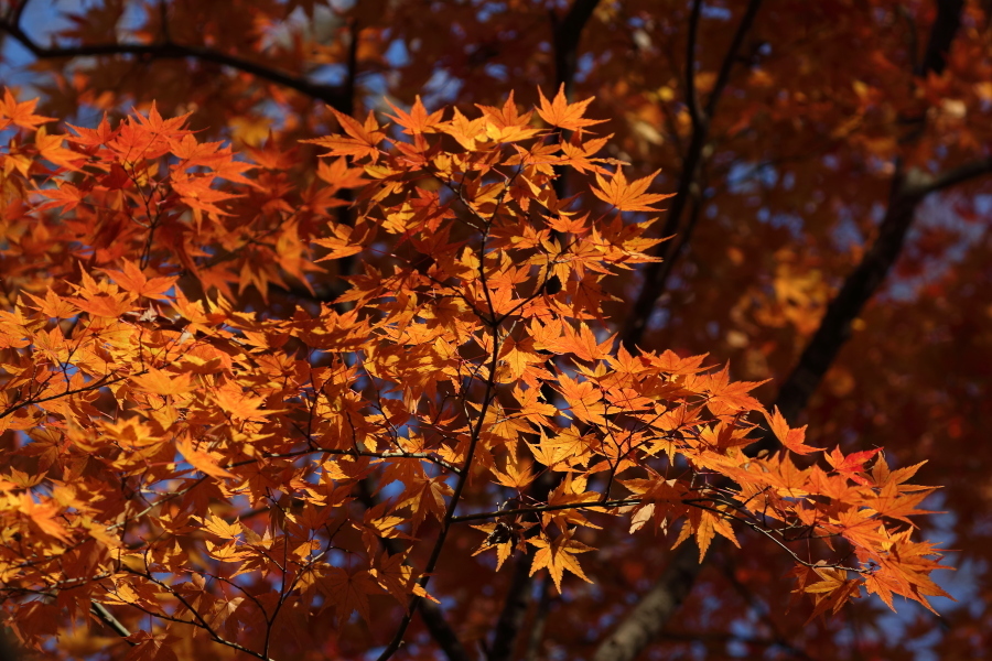 重なり合う紅葉 - 2019年晩秋・秩父鉄道 -_b0190710_18283014.jpg