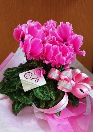 シクラメン 大阪府茨木市の花屋フラワーショップ花ごころ のブロブ