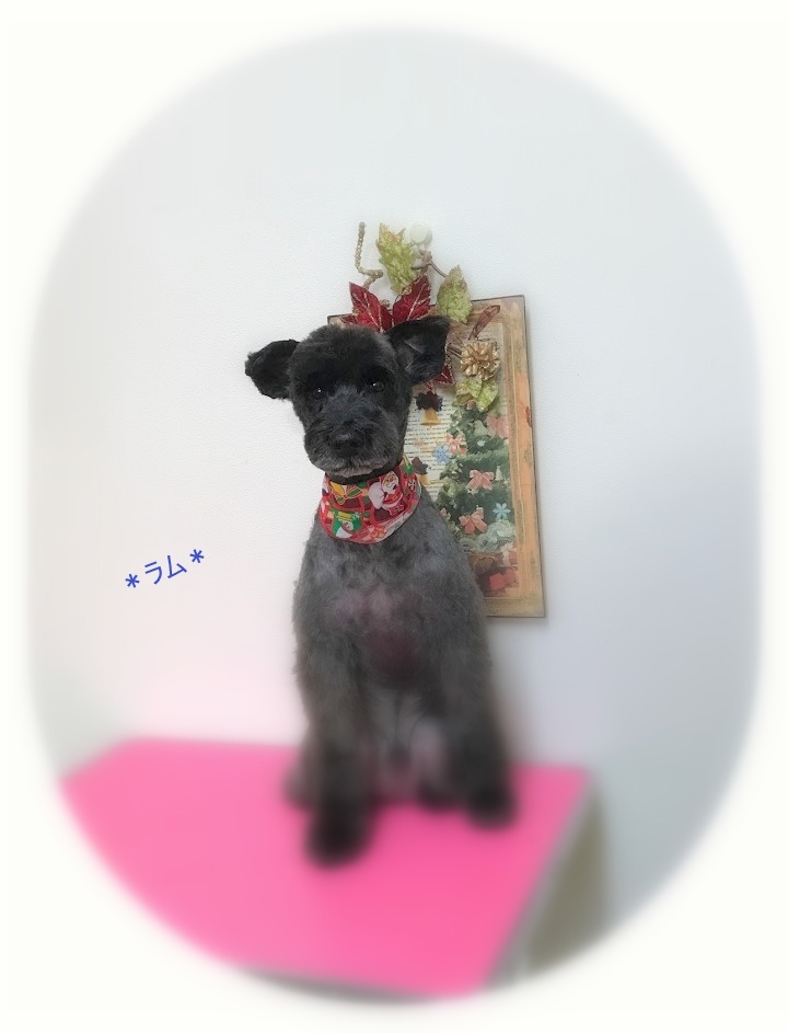 ラムくん_a0315823_20210699.jpg