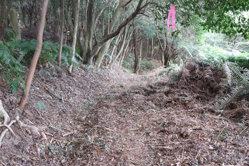 白石山に登る(臼杵市下ノ江)_e0272335_17301334.jpg