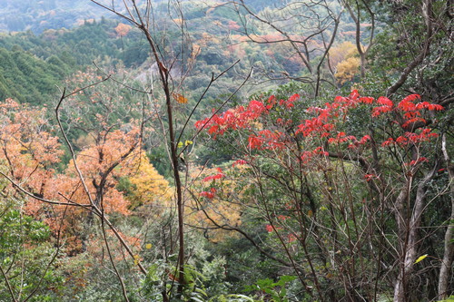 白石山に登る(臼杵市下ノ江)_e0272335_17313727.jpg