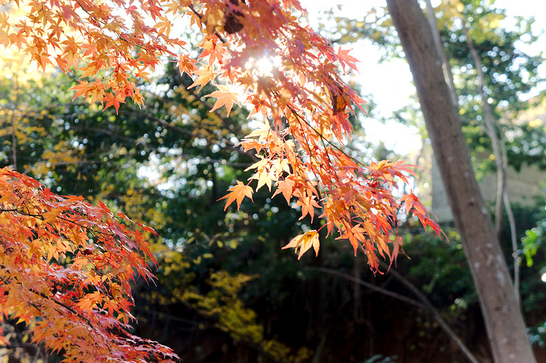 【その他】芹が谷公園　紅葉2019年　　　　　　　-2019.12.14-_b0002644_16462926.jpg