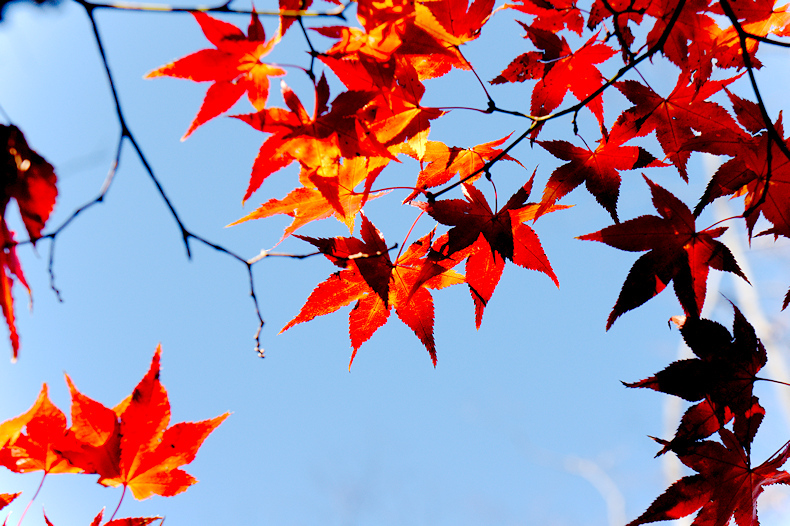 【その他】芹が谷公園　紅葉2019年　　　　　　　-2019.12.14-_b0002644_16481300.jpg