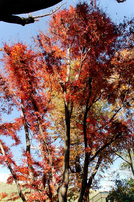 【その他】芹が谷公園　紅葉2019年　　　　　　　-2019.12.14-_b0002644_16483045.jpg