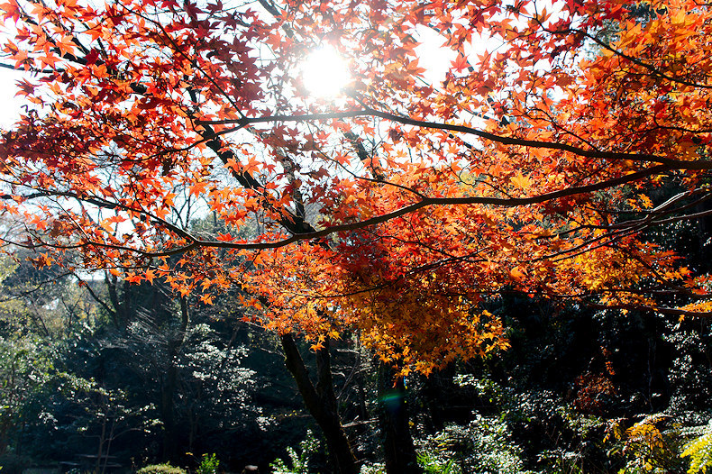 【その他】芹が谷公園　紅葉2019年　　　　　　　-2019.12.14-_b0002644_16493675.jpg