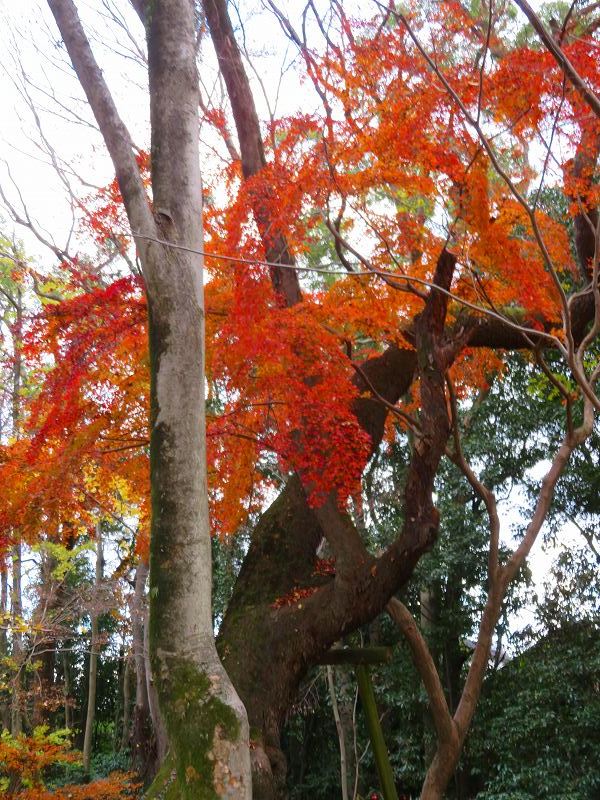 京都「下鴨神社参道」の紅葉残照20191214_e0237645_22480841.jpg