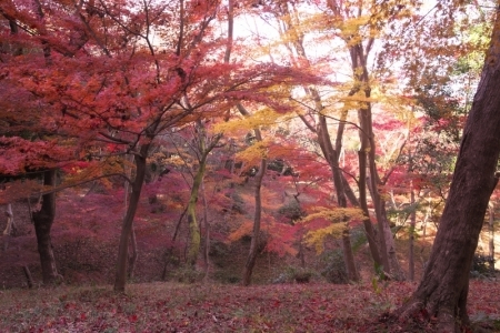 近場の紅葉(ちょっと離れた所も有り）_e0351545_17033842.jpg