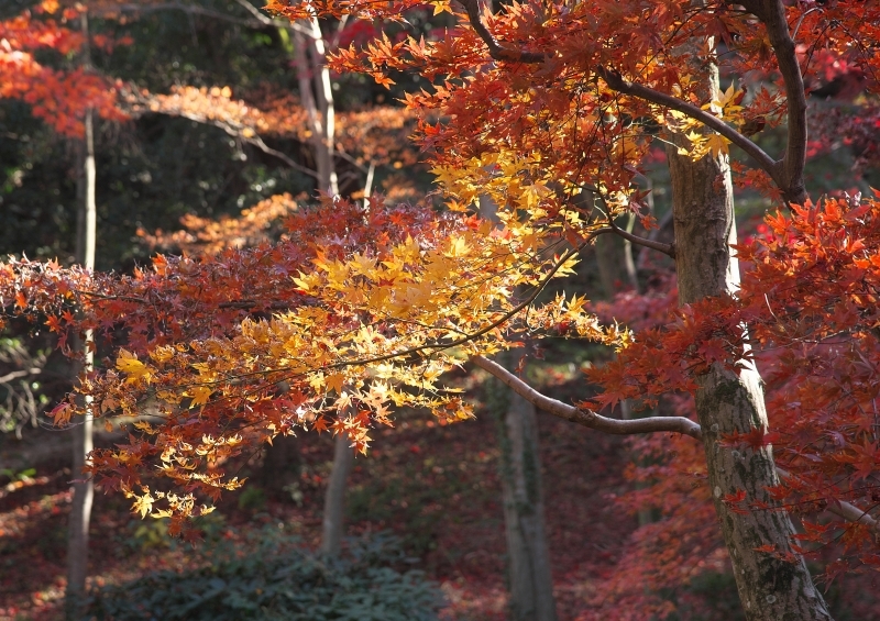 近場の紅葉(ちょっと離れた所も有り）_e0351545_17034927.jpg