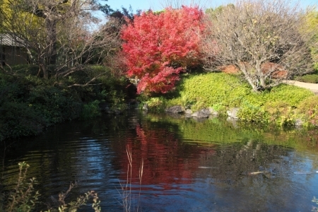 近場の紅葉(ちょっと離れた所も有り）_e0351545_17161100.jpg