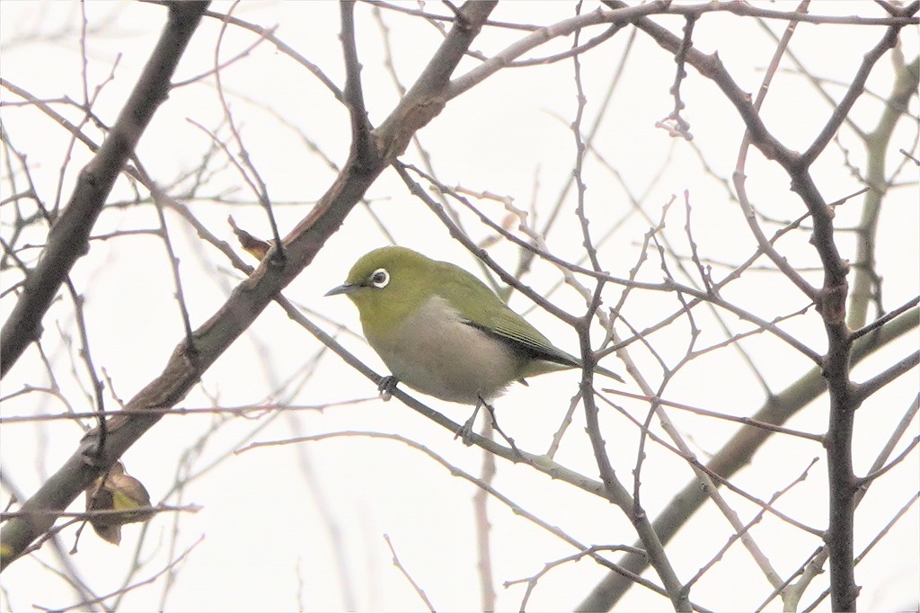 霞ケ浦の公園で探鳥_b0236251_11004300.jpg