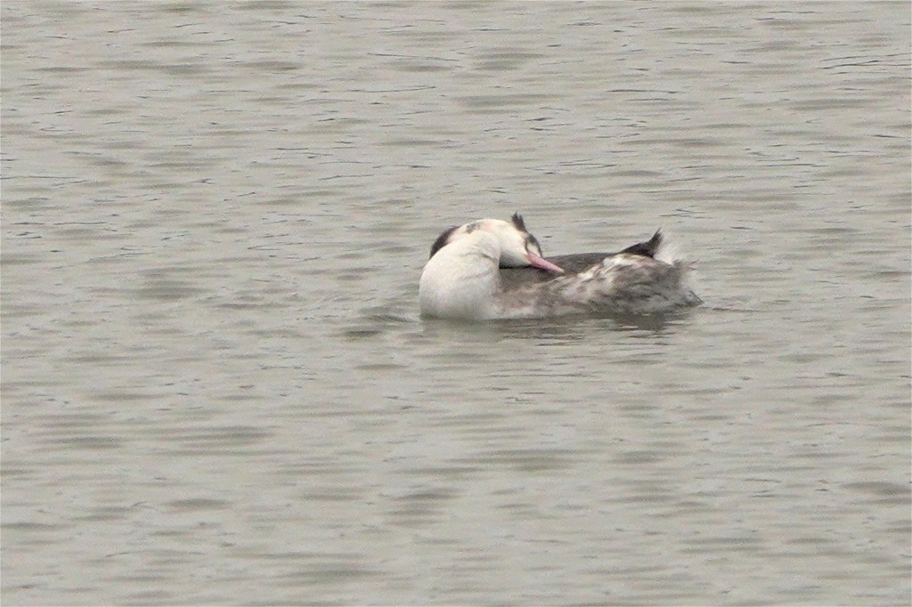 霞ケ浦の公園で探鳥_b0236251_11114442.jpg