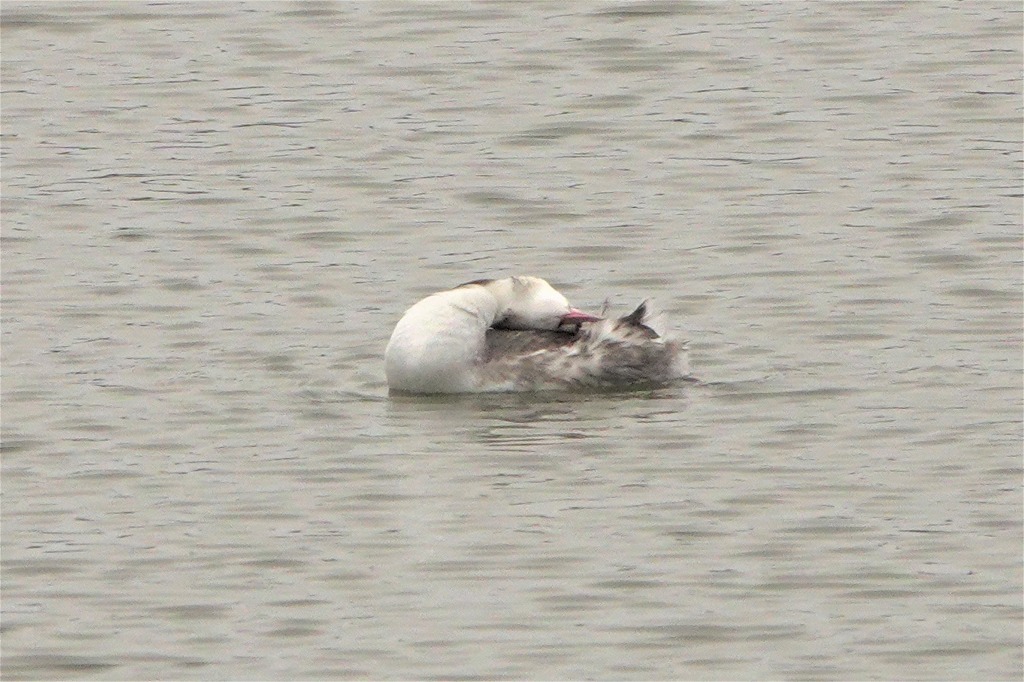 霞ケ浦の公園で探鳥_b0236251_11114945.jpg