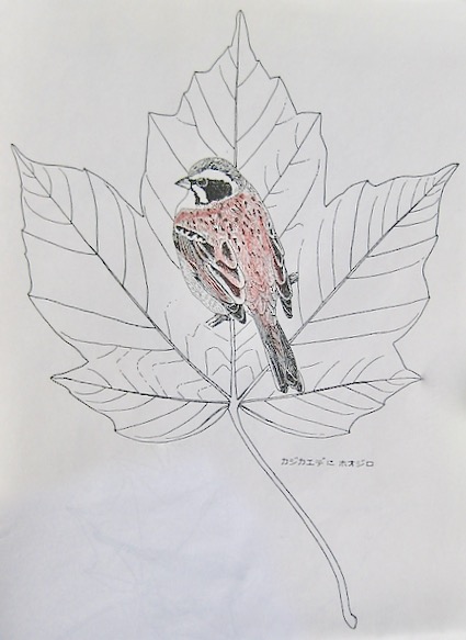 木の葉絵 Leafart 梶楓 頬白 スケッチ感察ノート Nature Journal 木の葉絵 Leafart 梶楓 頬白 スケッチ感察ノート Nature Journal