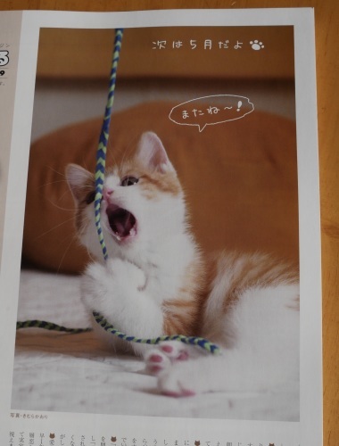 こんなところに「スーパーねこ友」が_f0054677_06081182.jpeg