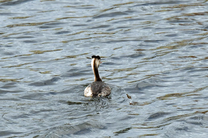 遊水池の鳥さん！＜冠鳰・葦鴨　他＞_e0248688_18140912.jpg