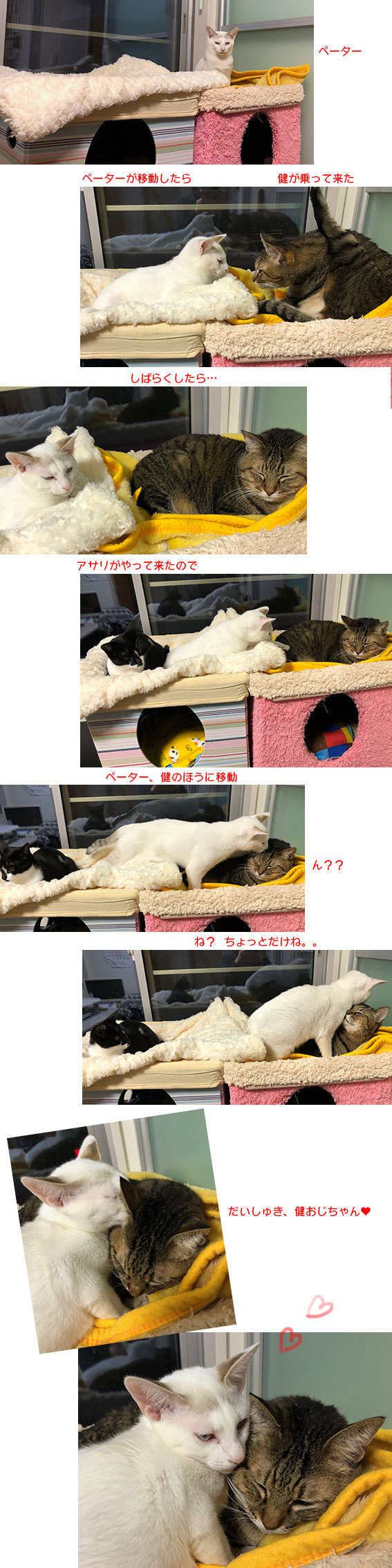 我が家の2階建てベッドいろいろ♬_d0071596_22025068.jpg