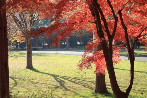 今日は久しぶりに「水元公園」に♪_c0090198_20151707.jpg