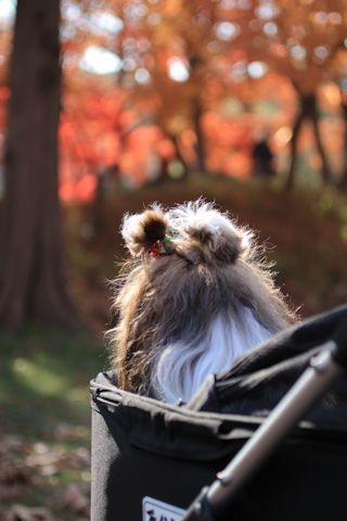 今日は久しぶりに「水元公園」に♪_c0090198_20162226.jpg