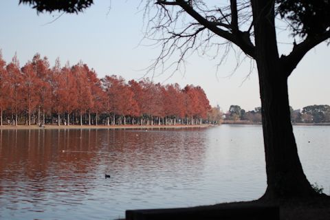 今日は久しぶりに「水元公園」に♪_c0090198_20341098.jpg