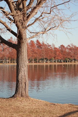 今日は久しぶりに「水元公園」に♪_c0090198_20344106.jpg