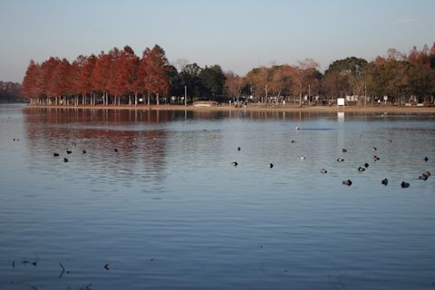 今日は久しぶりに「水元公園」に♪_c0090198_20353200.jpg