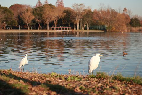 今日は久しぶりに「水元公園」に♪_c0090198_20510315.jpg