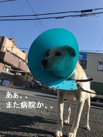 今回は1.7リットルも・・_f0242002_20253014.jpg