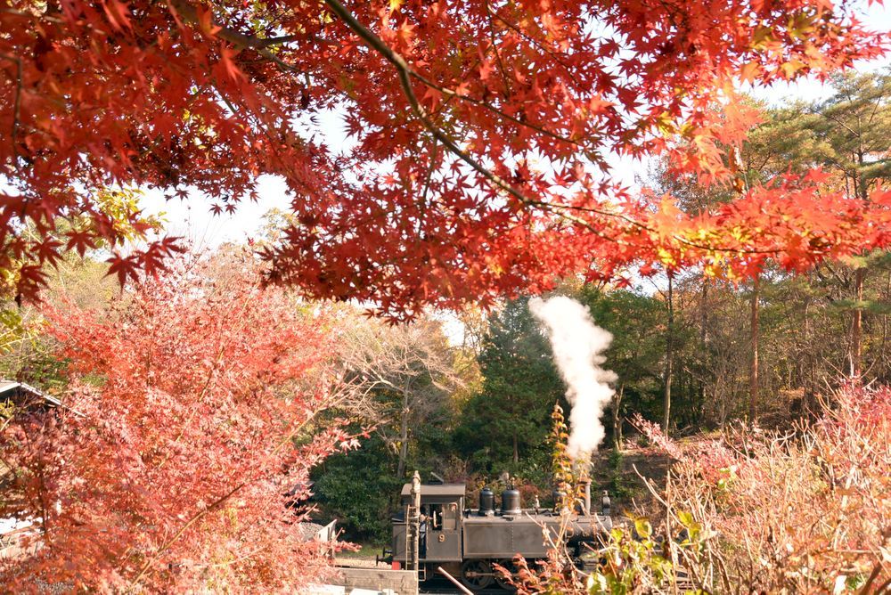 SL東京駅付近の紅葉と9号機関車_e0373930_21005726.jpg