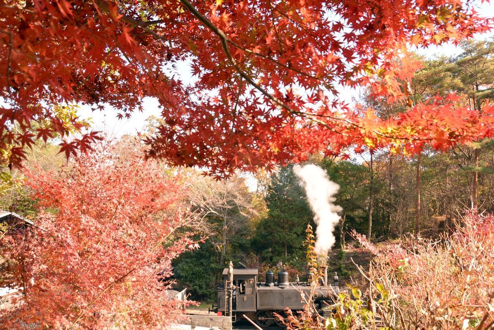 SL東京駅付近の紅葉と9号機関車_e0373930_21005726.jpg