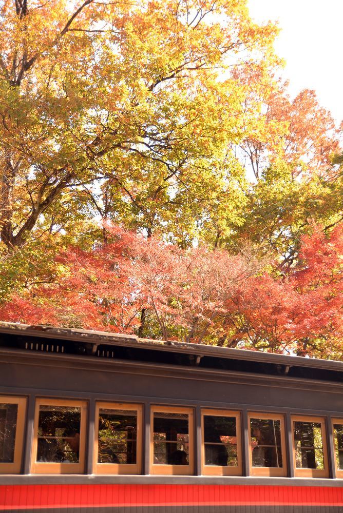 SL東京駅付近の紅葉と9号機関車_e0373930_21005886.jpg