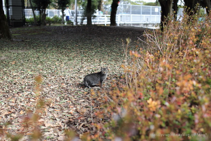 公園の猫_e0347431_14575691.jpg