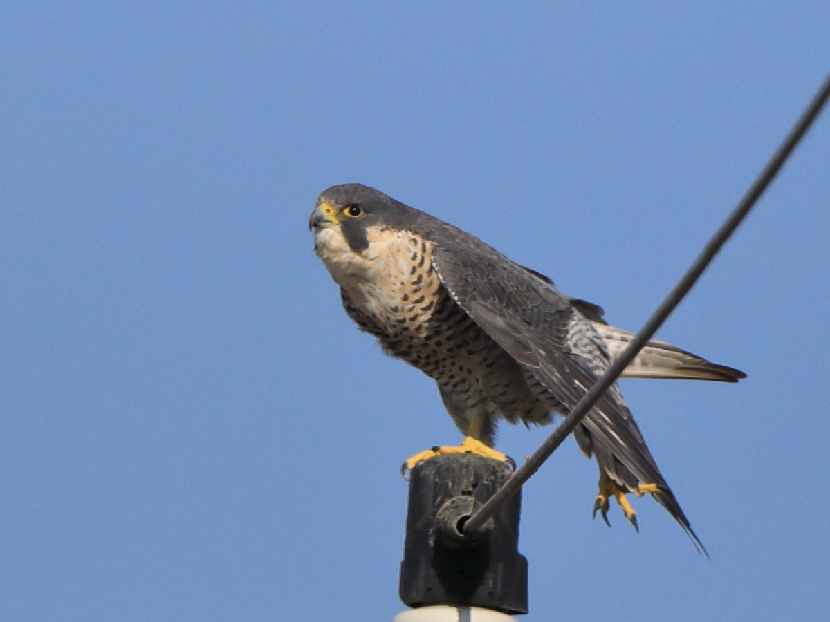 ハヤブサ 旧分類 亜種シベリアハヤブサ 彩の国ピンボケ野鳥写真館 ハヤブサ 旧分類 亜種シベリアハヤブサ 彩の国ピンボケ野鳥写真館