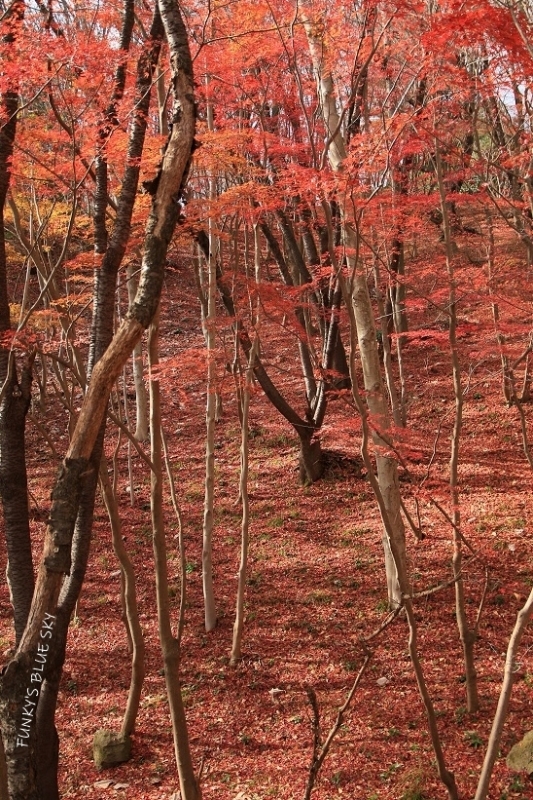 感謝と願い_c0145250_11584592.jpg