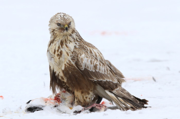 砂崎岬のその他猛禽 ケアシノスリ アイヌモシリの野生たち 獣と野鳥の写真図鑑