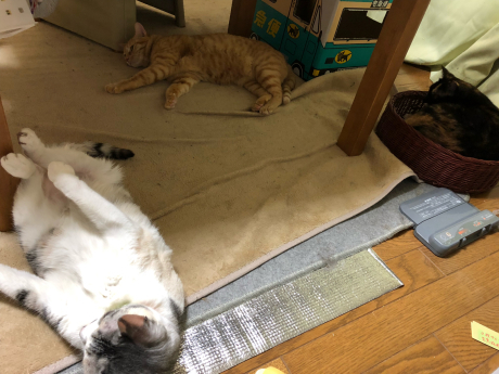 こんなの梅ちゃんじゃない!!_e0355177_16453758.jpg