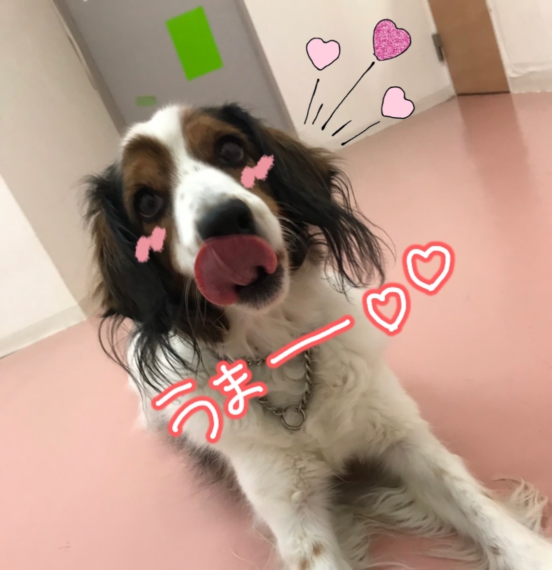 ご機嫌🐾_f0357682_01064999.jpg