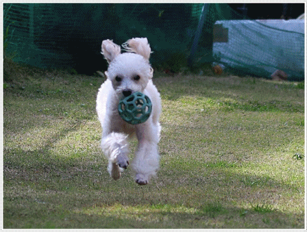 庭で遊ぶさくらと大の写真は、連写連写で枚数撮りすぎ。。。そんな時はアニメで片づけます(*⌒∇⌒*)テヘ♪_b0175688_19565316.gif