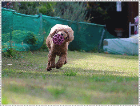 庭で遊ぶさくらと大の写真は、連写連写で枚数撮りすぎ。。。そんな時はアニメで片づけます(*⌒∇⌒*)テヘ♪_b0175688_19593364.gif