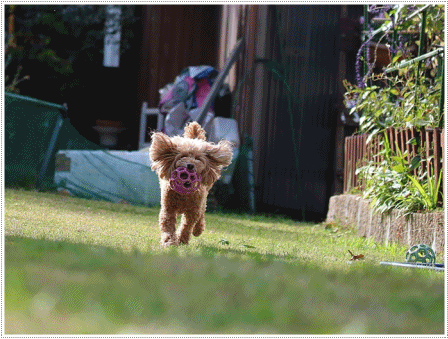 庭で遊ぶさくらと大の写真は、連写連写で枚数撮りすぎ。。。そんな時はアニメで片づけます(*⌒∇⌒*)テヘ♪_b0175688_19594929.gif