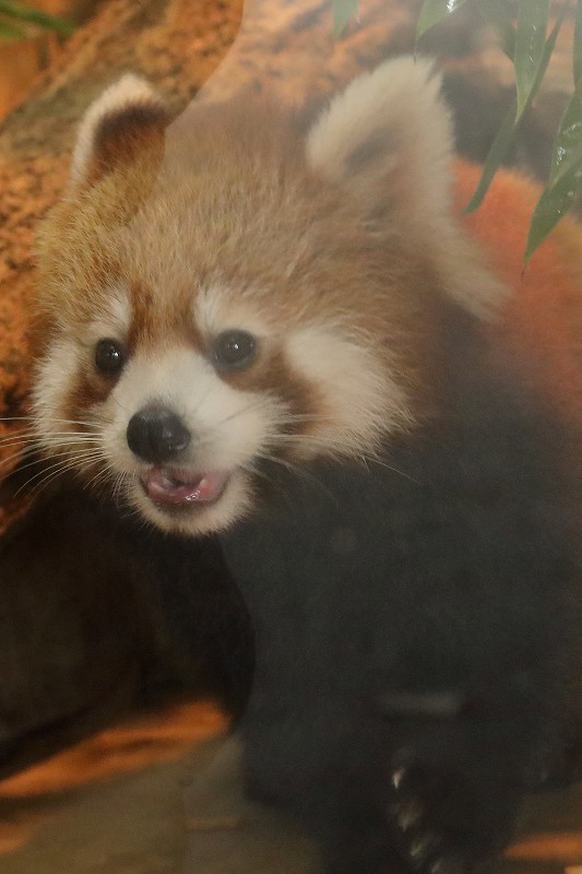 見分けがつかない双子ちゃん 多摩動物園のレッサーパンダ 旅プラスの日記 見分けがつかない双子ちゃん 多摩動物園のレッサーパンダ 旅プラスの日記