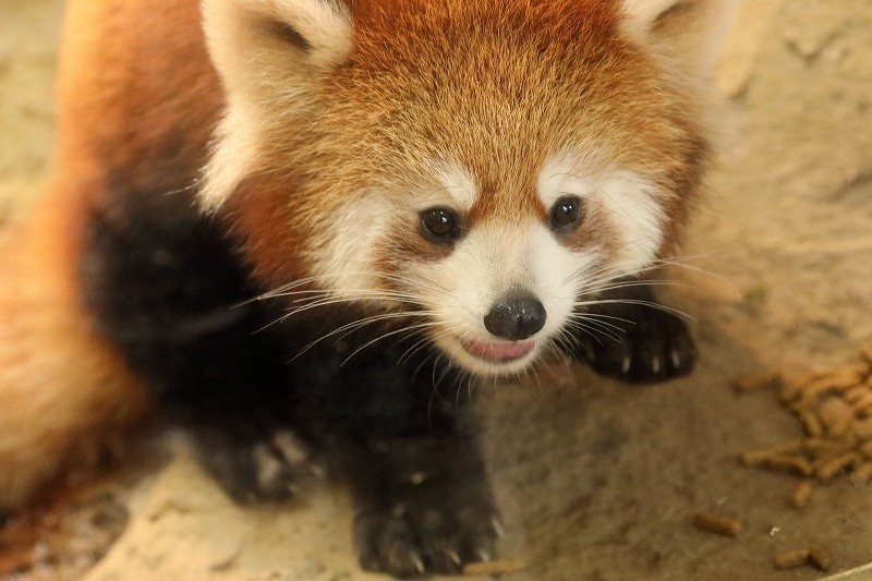 見分けがつかない双子ちゃん 多摩動物園のレッサーパンダ 旅プラスの日記 見分けがつかない双子ちゃん 多摩動物園のレッサーパンダ 旅プラスの日記