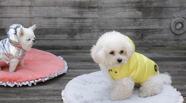 ☆ Louis dog ・ New Winter Wear ☆_d0060413_14223410.jpg