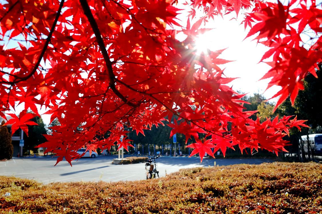 令和元年最後の紅葉♪・・・太田イオンモールの植栽の中で唯一絶品の紅葉が将に見頃だった_a0031821_12023268.jpg