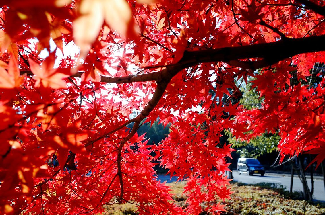 令和元年最後の紅葉♪・・・太田イオンモールの植栽の中で唯一絶品の紅葉が将に見頃だった_a0031821_12035250.jpg