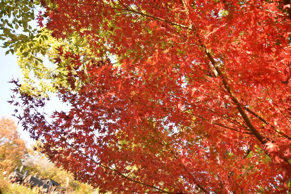 沿線の紅葉と9号機関車_e0373930_22224599.jpg