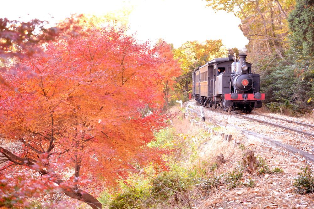 沿線の紅葉と9号機関車_e0373930_22224651.jpg