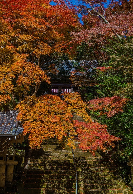 19京都紅葉 金蔵寺 鏡花水月 19京都紅葉 金蔵寺 鏡花水月