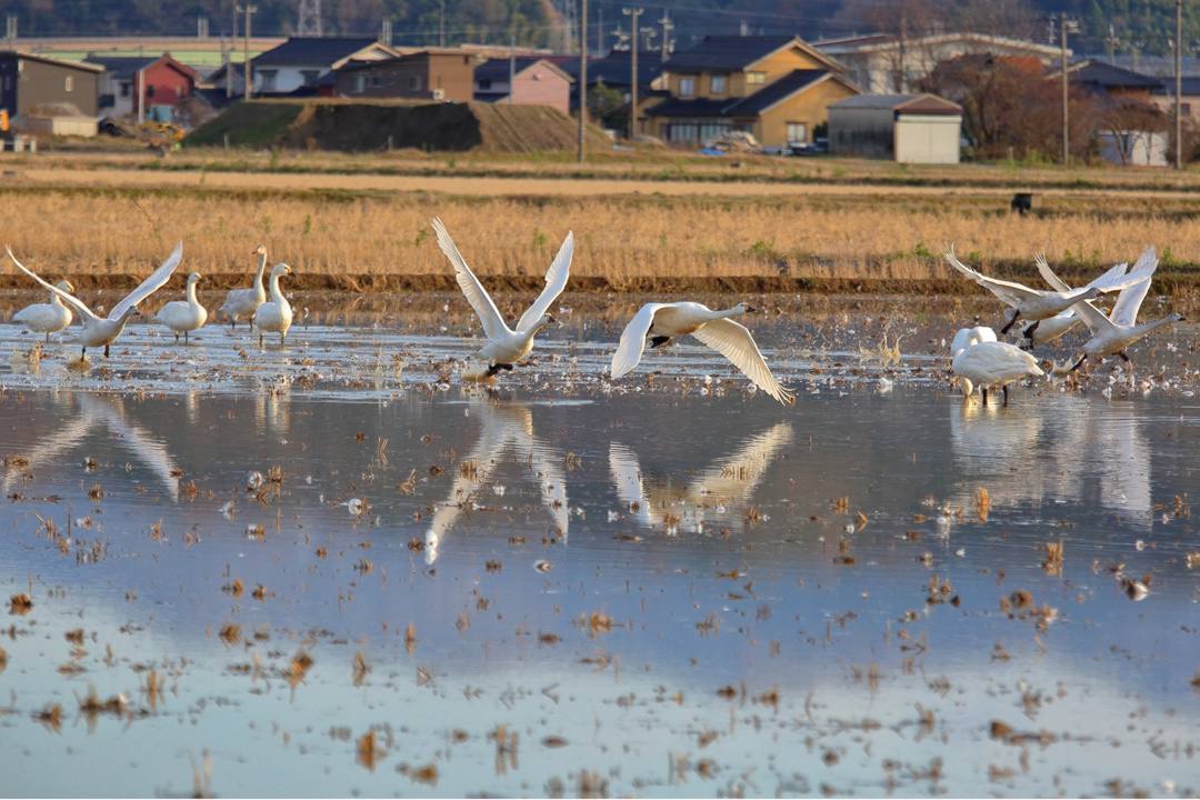 白鳥総集編2019~2020 その5_e0403850_21262157.jpg