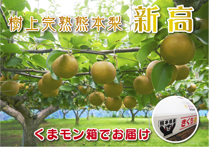 熊本梨 本藤果樹園 令和2年度の梨作りスタート!匠の選定作業が始まりました!(前編)_a0254656_16461491.jpg