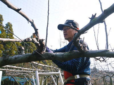 熊本梨 本藤果樹園 令和2年度の梨作りスタート!匠の選定作業が始まりました!(前編)_a0254656_18070858.jpg